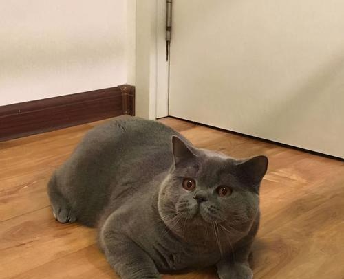 英短蓝猫发腮特征揭秘：成因与护理全解析