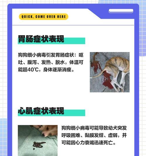 细小病危害与防护措施指南 细小病危害与防护措施指南