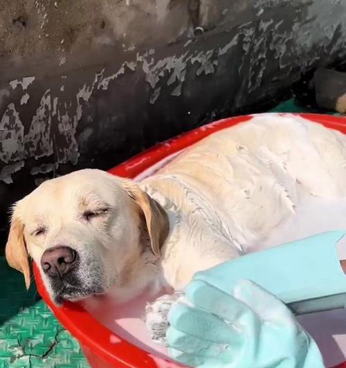 贵宾犬洗澡频率与护理技巧全解析