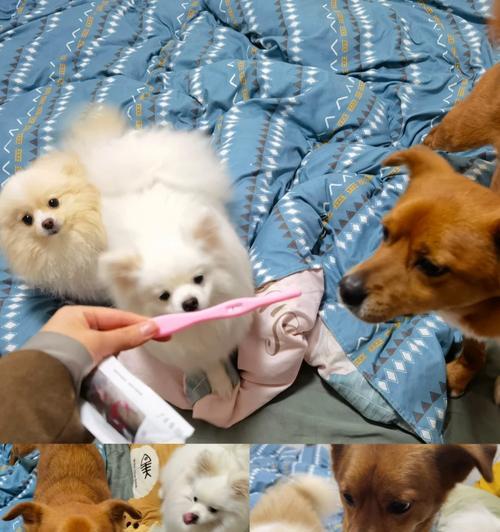 狗狗生育周期全解析:从发情到哺乳的科学指导 狗狗生育周期全解析:从发情到哺乳的科学指导