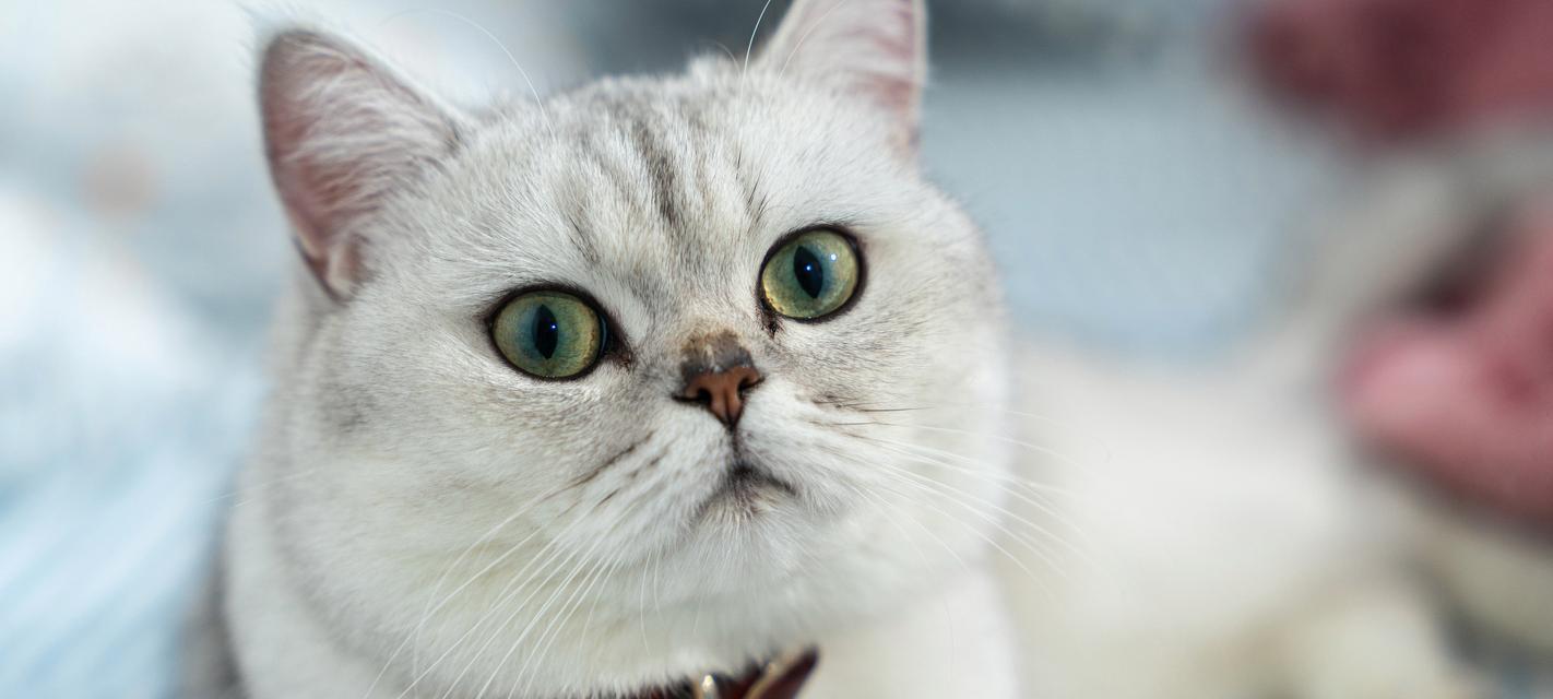 夏季猫咪洗澡频率调整指南