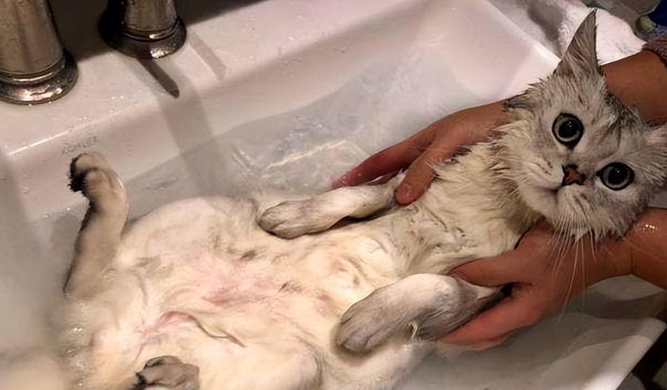 夏季猫咪洗澡频率调整指南