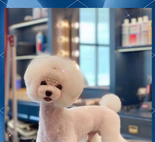 泰迪美容频率全解析：健康与美的平衡