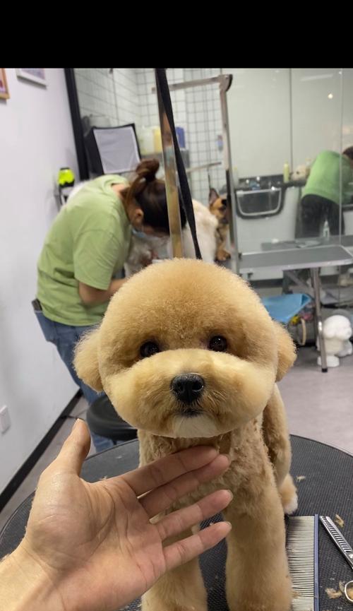 泰迪美容频率全解析：健康与美的平衡