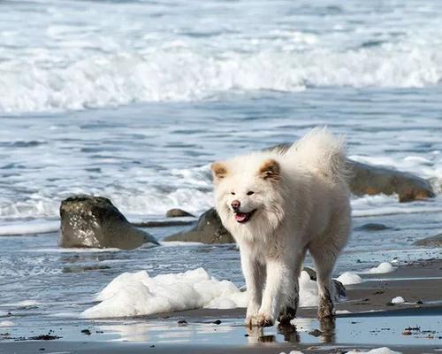 明星眼中秋田魅力:四季美景与文化之旅 明星眼中秋田魅力:四季美景与文化之旅