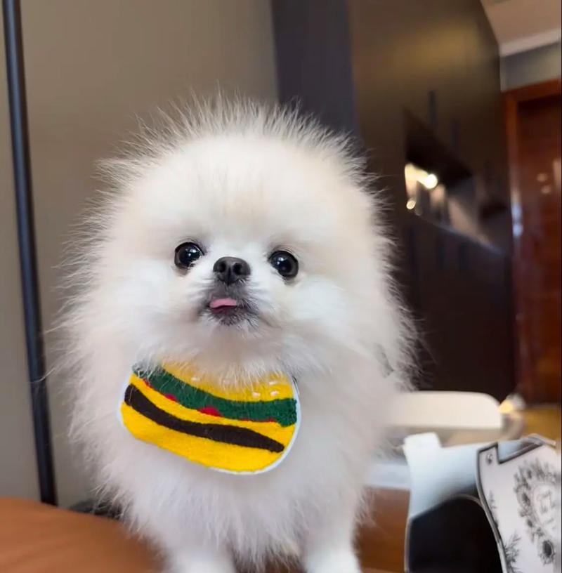 幼犬博美饲养指南:保暖与健康要点 幼犬博美饲养指南:保暖与健康要点