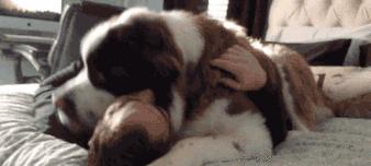 如何帮助狗狗缓解烟花爆竹噪音恐惧 如何帮助狗狗缓解烟花爆竹噪音恐惧