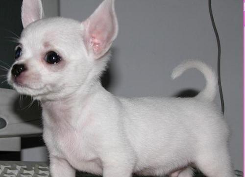 长不大的狗狗：小型犬种的魅力与特点解析