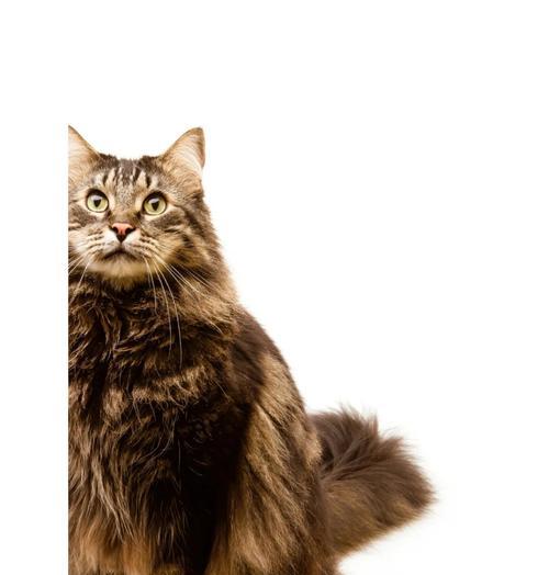 猫咪梳毛频率指南:科学梳理方法与注意事项 猫咪梳毛频率指南:科学梳理方法与注意事项