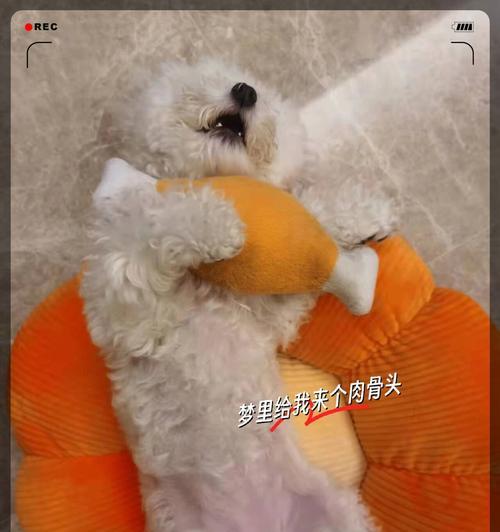 如何帮助狗狗缓解烟花爆竹噪音恐惧 如何帮助狗狗缓解烟花爆竹噪音恐惧