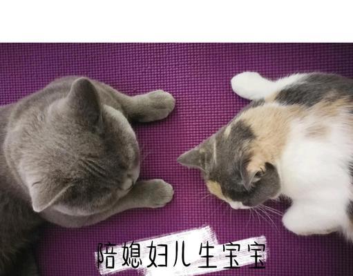 母猫分娩全过程解析及护理要点