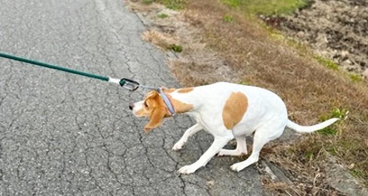 如何帮助狗狗缓解烟花爆竹噪音恐惧 如何帮助狗狗缓解烟花爆竹噪音恐惧