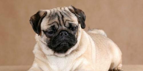 长不大的狗狗：小型犬种的魅力与特点解析