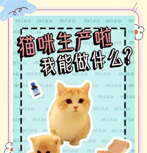 母猫分娩全过程解析及护理要点