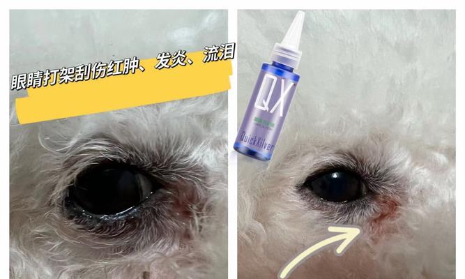 狗狗被咬破皮处理指南：家庭急救与护理要点