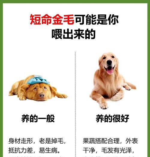 金毛配种后怀孕检测时机及方法 金毛配种后怀孕检测时机及方法