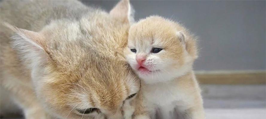 小猫睁眼周期解析及视觉发展阶段