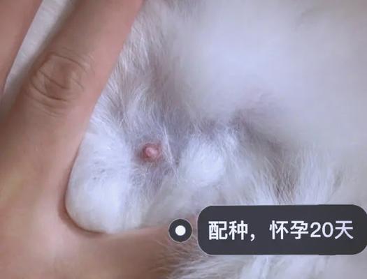 猫咪怀孕食量变化规律及科学喂养指南