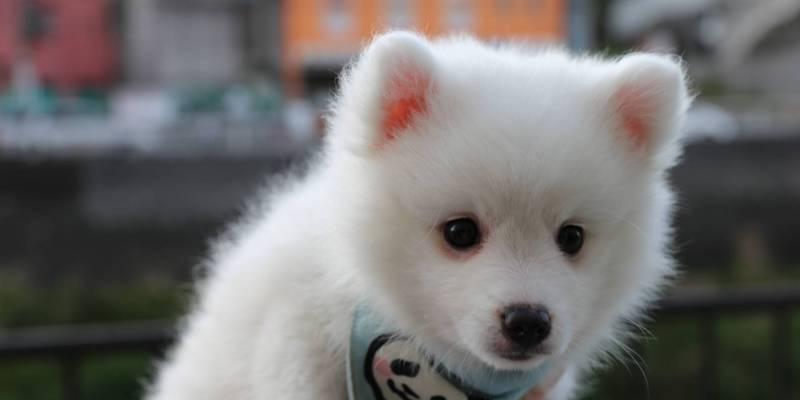 银狐犬饲养人数少的原因解析