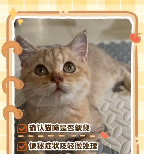 猫排便频率与健康关系解析