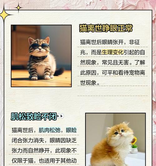 小猫睁眼周期解析及视觉发展阶段