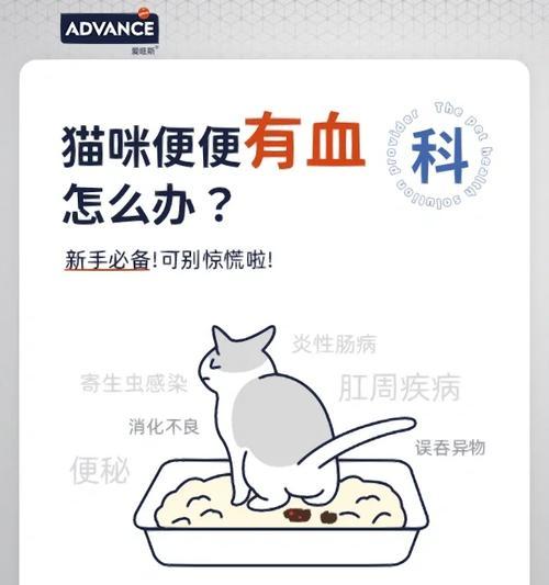 猫排便频率与健康关系解析