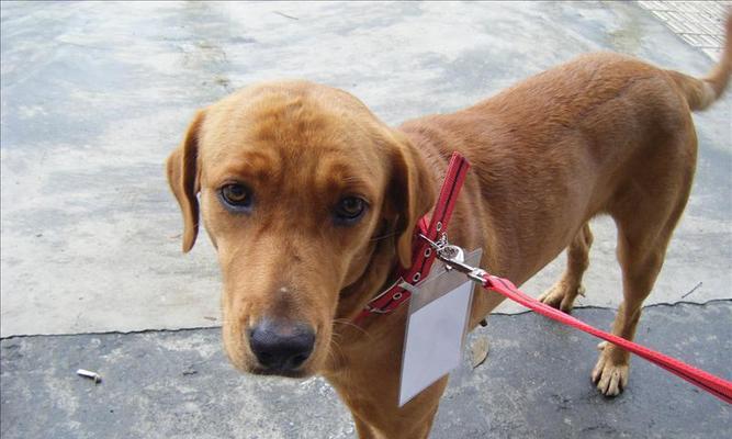 狗结扎术后恢复指南:时间与注意事项全解析 狗结扎术后恢复指南:时间与注意事项全解析