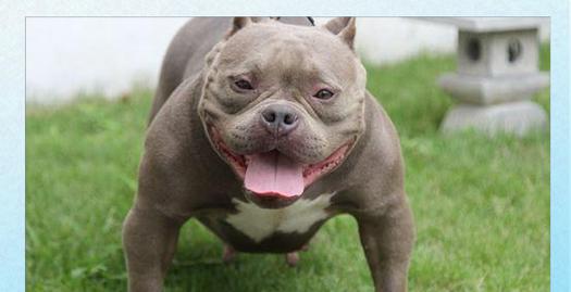 恶霸犬耳朵护理指南:预防感染的正确清洁方法 恶霸犬耳朵护理指南:预防感染的正确清洁方法