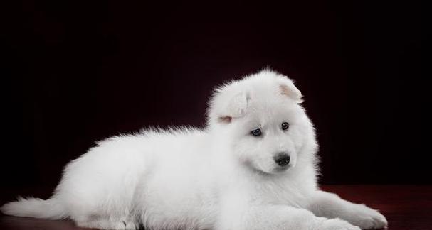 银狐犬饲养人数少的原因解析