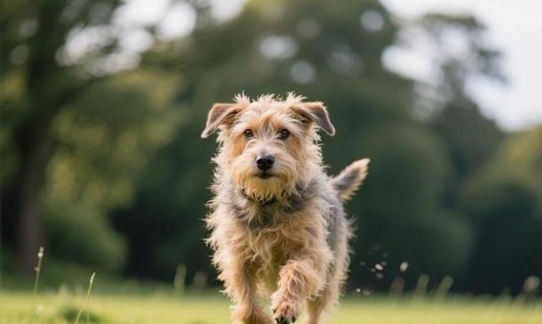 安静狗狗品种推荐:适合家庭饲养的6种选择 安静狗狗品种推荐:适合家庭饲养的6种选择