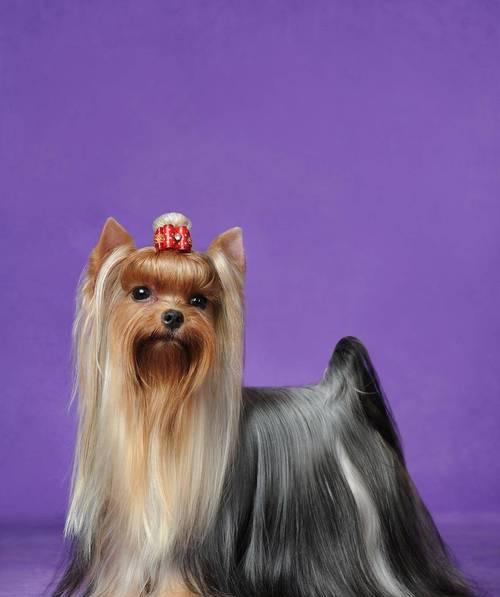 安静狗狗品种推荐:适合家庭饲养的6种选择 安静狗狗品种推荐:适合家庭饲养的6种选择