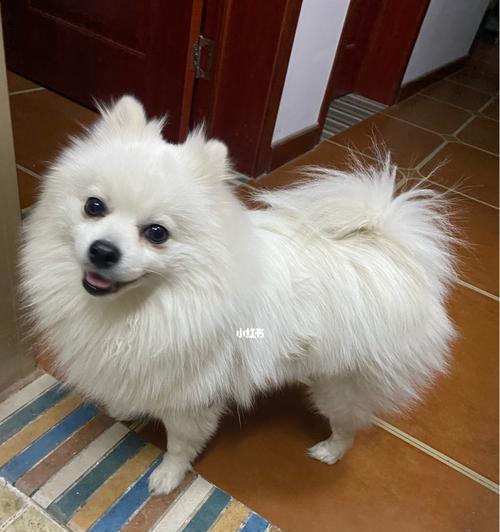 银狐犬饲养人数少的原因解析