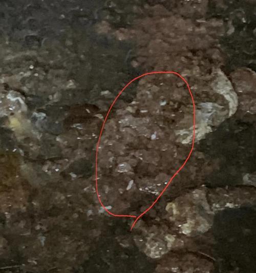 犬绦虫病症状与预防全解析，守护宠物家人健康