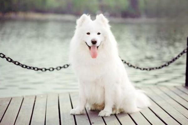 犬猫多发性软骨源性骨疣的病因与治疗