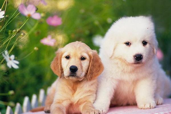 犬猫类风湿性关节炎症状与治疗方案解析