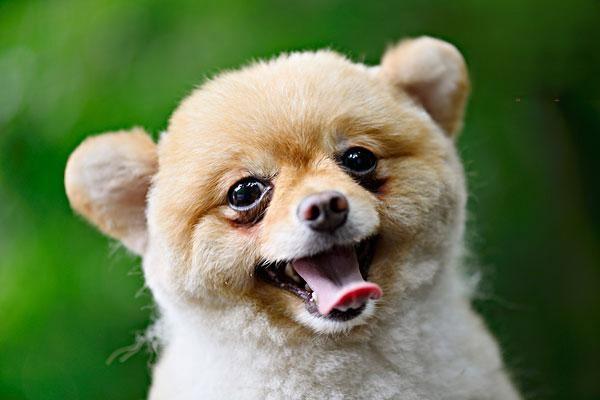 犬猫类风湿性关节炎症状与治疗方案解析