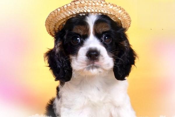 犬猫关节扭伤症状及科学治疗方式