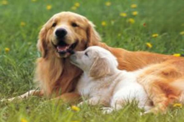 犬猫髋关节发育异常的常见症状与治疗方案