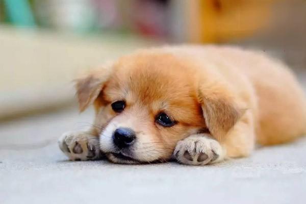 犬猫关节扭伤症状及科学治疗方式