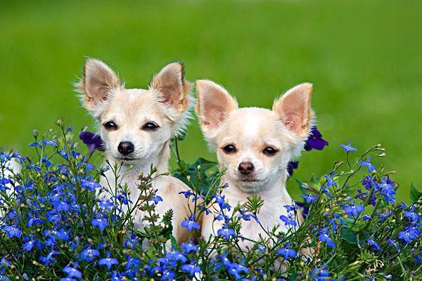 犬猫膝盖骨脱位症状与处理方法