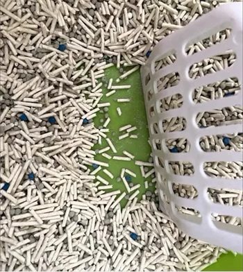 性价比高除臭效果好的猫砂推荐 性价比高除臭效果好的猫砂推荐