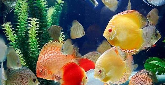 科学喂食时间对鱼类健康和生长的关键影响 科学喂食时间对鱼类健康和生长的关键影响