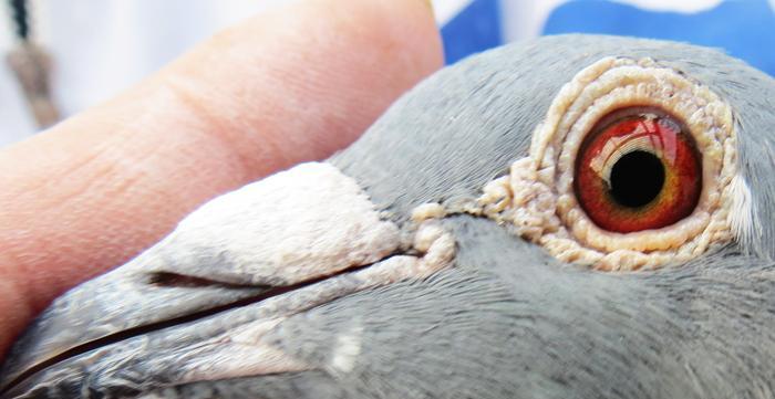 黄金血统的传承价值与社会意义