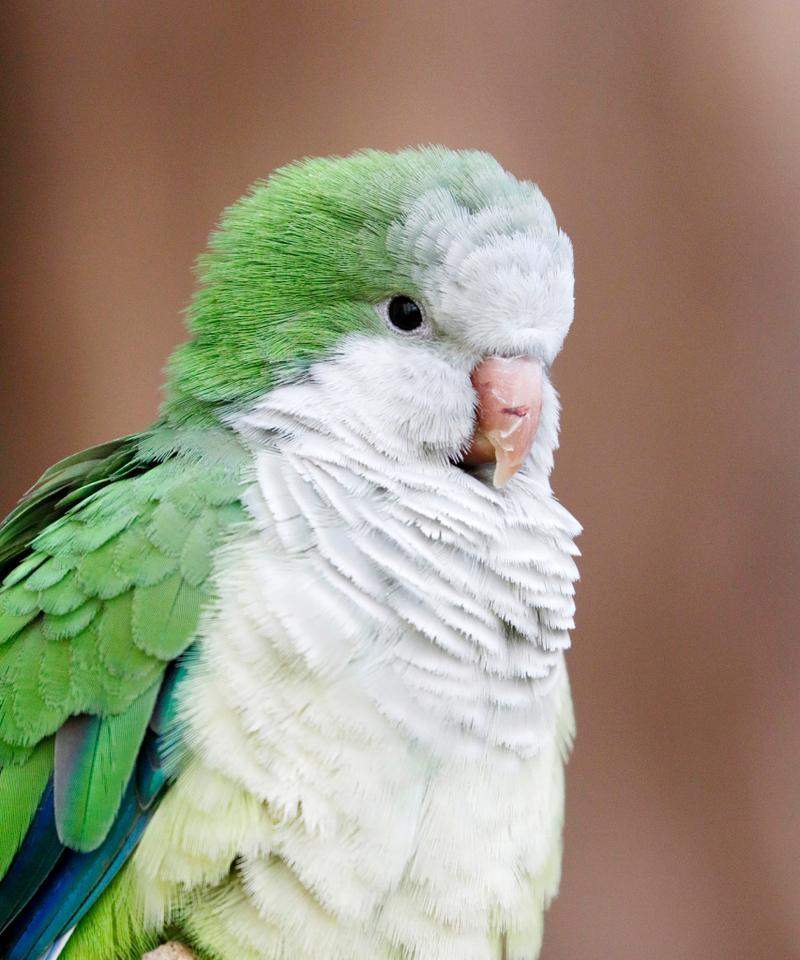 家庭养鹦鹉的乐趣与适应性指南