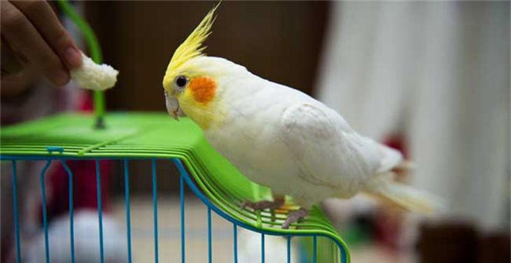 家庭养鹦鹉的乐趣与适应性指南