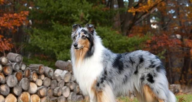 苏牧与喜乐蒂:激情与宁静的音乐对话 苏牧与喜乐蒂:激情与宁静的音乐对话