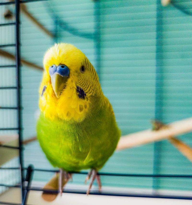 家庭养鹦鹉的乐趣与适应性指南