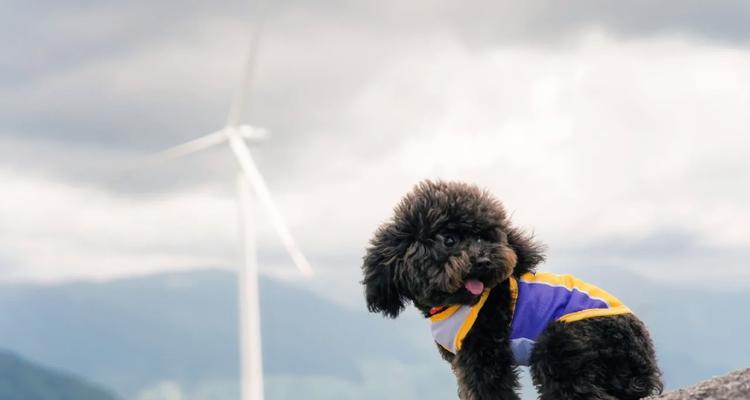 泰迪犬配种季节选择因素分析