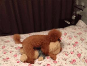 泰迪犬配种季节选择因素分析