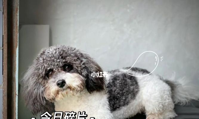 泰迪犬配种季节选择因素分析